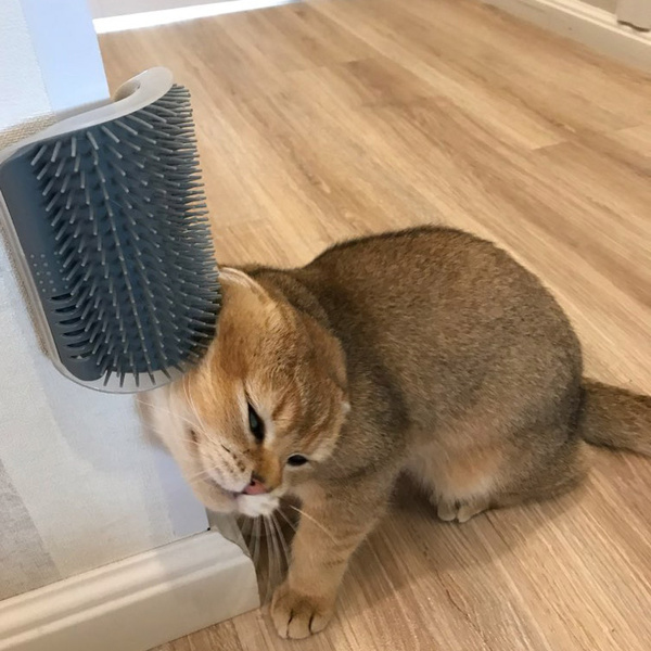 Wall-Mounted Cat Grooming Brush
